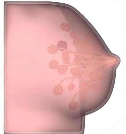 Training Model For Ultrasound Guided best